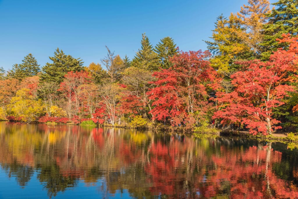 軽井沢エリア雲場池の紅葉